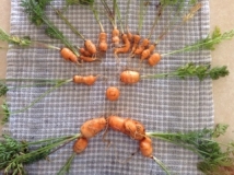 Maz carrots
