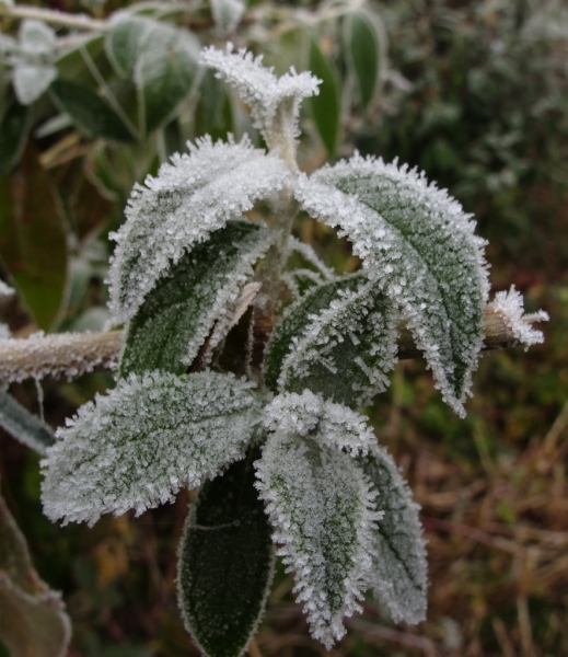 Plants in freezing fog, 1st December 2016 4