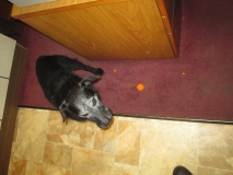 Jack and new ball 03 030417