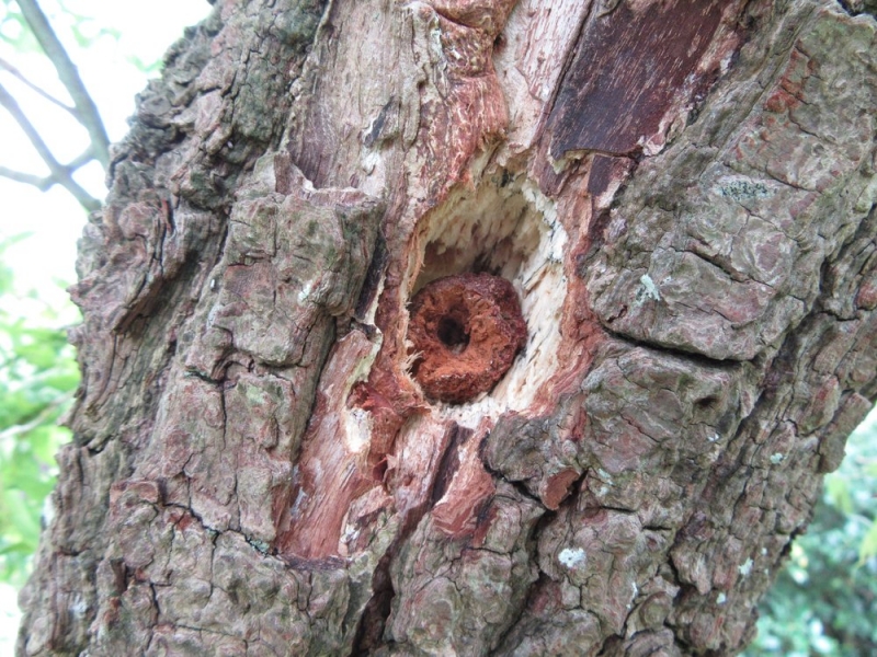 Hole in tree made by woodpecker to hold an object for `drilling'