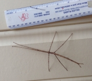 Stick insect Maz