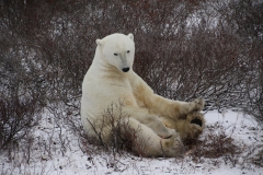 polar Bear at Churchill MB Canada 01 011117