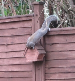 Squirrel in Tizer's garden, Dec 2017