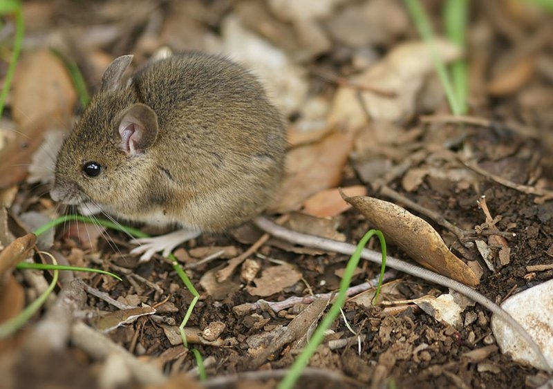 Wood mouse (field mouse)