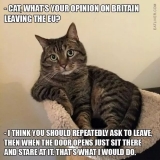 Cat and Brexit