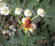 Hornet Mimic Hoverfly aka Belted Hoverfly (Volucella zonaria) 25/07/19