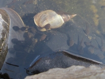 A snail with tadpoles in Tizer's pond 1