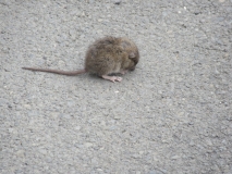 Mouse in back street 270820