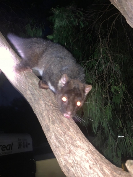 Busselton possum