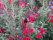 Bumble Bee on Salvia