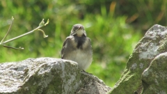Young pied wagtail?