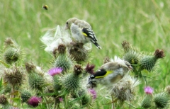 Young goldfinches 1