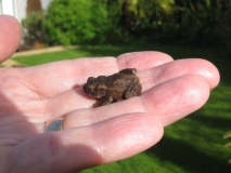 Toad rescue
