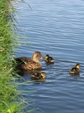 ducklings 11th April 2014 009