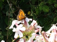 Gatekeeper butterfly 18/07/14