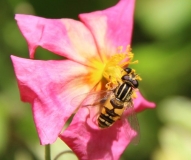 Pollinator at work