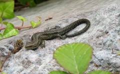 The British Common Lizard