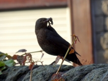 Black bird feeding its young