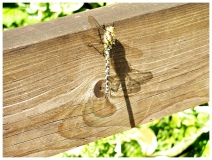 Dragonfly Marsden Park